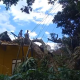 Pohon Tumbang