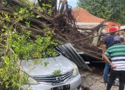Angin Kencang Landa Semarang, Pohon di Pleburan Tumbang Timpa Mobil, Kabel PLN Putus Listrik Padam