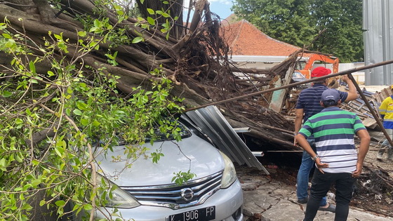 pohon tumbang semarang
