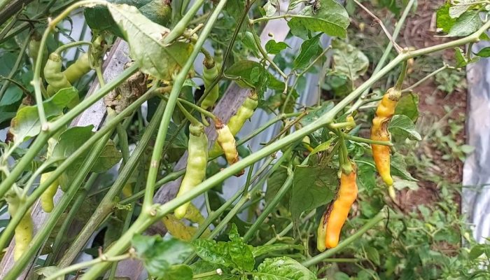 Cuaca Buruk di Bandungan, Petani Pasrah Akibat Tanaman Cabai Layu dan Membusuk