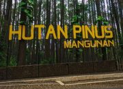 Destinasi wisata Hutan Pinus Mangunan