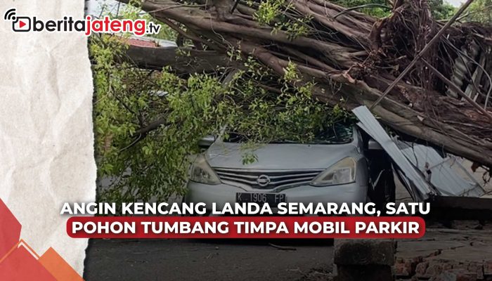 Video Pohon Tumbang Timpa Mobil di Jalan Hayam Wuruk Semarang