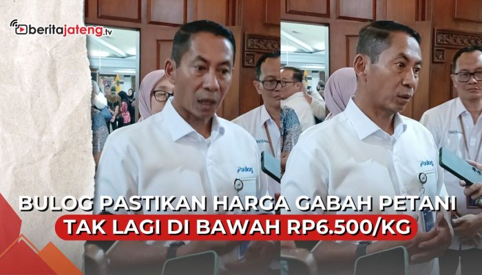 Video Bulog Pastikan Harga Gabah Petani Tak Lagi di Bawah Rp6.500 per Kilogram