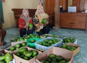 Cuan! Warga Desa Bicak Blora Untung Gede dalam Sekali Panen Alpukat: Satu Pohon Bisa Rp2-4 Juta