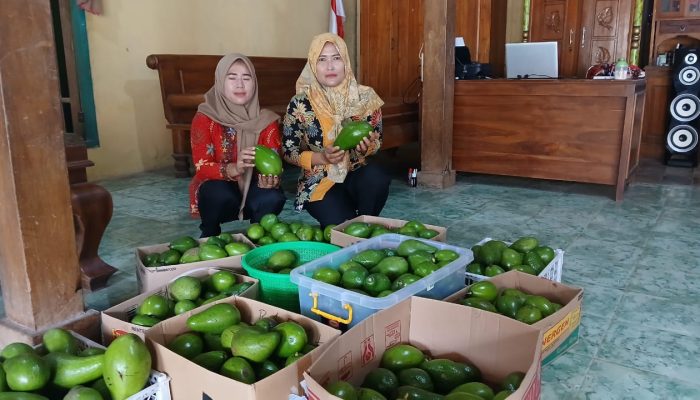 Cuan! Warga Desa Bicak Blora Untung Gede dalam Sekali Panen Alpukat: Satu Pohon Bisa Rp2-4 Juta