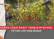 harga cabai