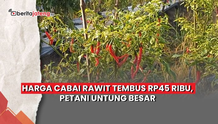 Video Harga Cabai Rawit Tembus Rp45 Ribu, Petani Untung Besar