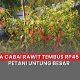 harga cabai