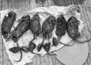 tempo tikus