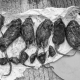 tempo tikus