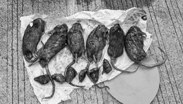 tempo tikus