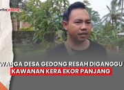 Video Warga Desa Gedong Kabupaten Semarang Resah Diganggu Kera Ekor Panjang