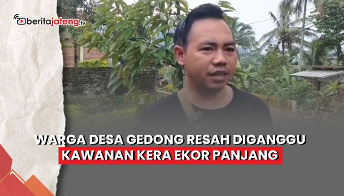 Video Warga Desa Gedong Kabupaten Semarang Resah Diganggu Kera Ekor Panjang