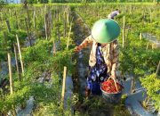 Musim Panen Cabai Rawit Merah, Petani di Blora Raup Keuntungan