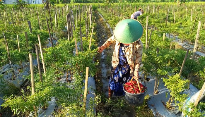 Musim Panen Cabai Rawit Merah, Petani di Blora Raup Keuntungan