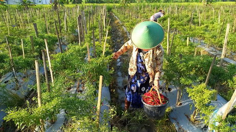 harga cabai rawit merah