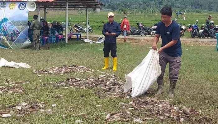Distanbun Sebut Serangan Hama Tikus di Kabupaten Semarang Terparah se-Jateng, Akan Kaji Studi Kasus