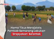 Video Diserang Hama Tikus, Petani Kabupaten Semarang Gelar Gropyokan Serentak