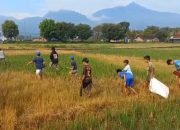 Hama Tikus Merajalela, Petani Kabupaten Semarang “Gropyokan” Serentak, Lomba Tangkap Terbanyak