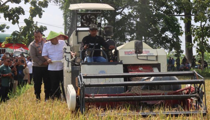 Blora Panen Raya Padi, Bupati Arief Tegaskan Komitmen Ketahanan Pangan