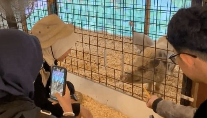 Hore! Semarang Zoo Datangkan 3 Satwa Baru Tahun Ini, Ada Capybara yang Gemes