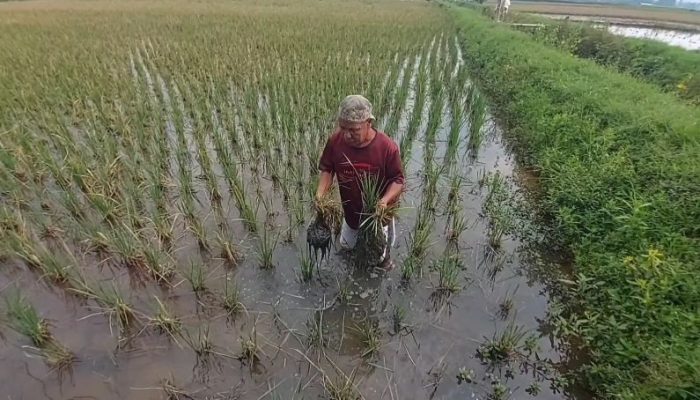 Desa Banyubiru Diserang Hama Tikus, Puluhan Hektare Padi Rusak