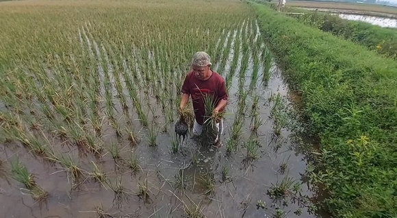 hama tikus semarang