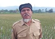 Dampak Hama Tikus, Pemdes Banyubiru Semarang Minta Keringanan Pembayaran PBB