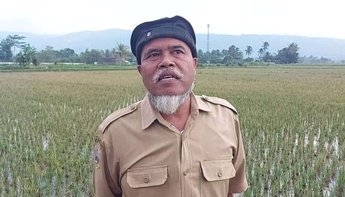 Dampak Hama Tikus, Pemdes Banyubiru Semarang Minta Keringanan Pembayaran PBB