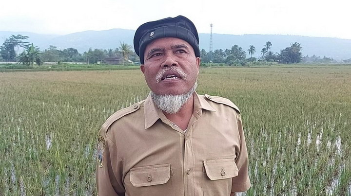kades banyubiru hama tikus