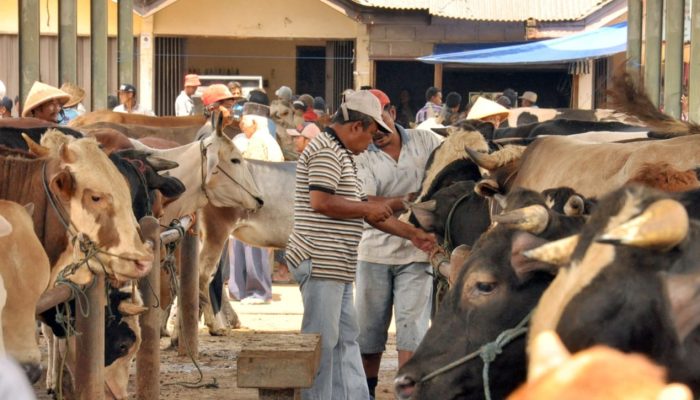 Pantau Kesehatan Ternak, Tiap Desa di Kabupaten Semarang Bakal Miliki Kader Penyakit Hewan Menular