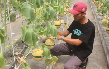 Young Ambassador Agriculture