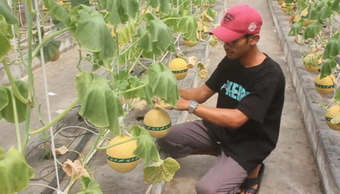 Singkirkan 615 Peserta, Petani Muda di Blora Masuk Grand Final Young Ambassador Agriculture 2025