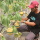 Young Ambassador Agriculture