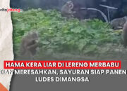 kera liar lereng merbabu