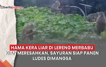 Video Serangan Kera Liar Lereng Merbabu Meresahkan, Sayur Siap Panen Dimangsa