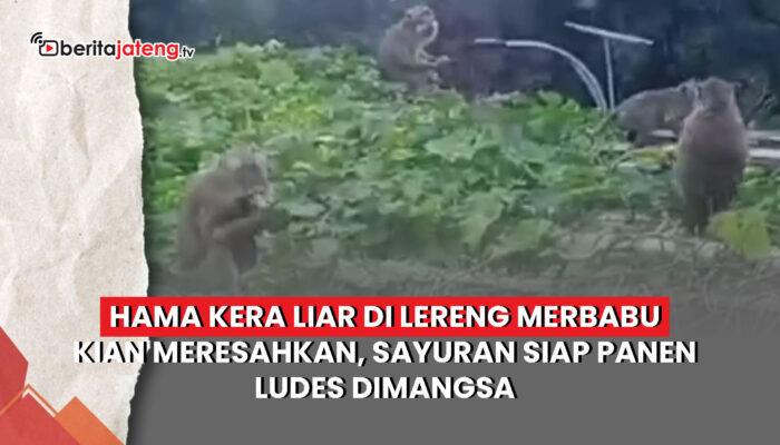 Video Serangan Kera Liar Lereng Merbabu Meresahkan, Sayur Siap Panen Dimangsa