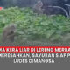 Video Serangan Kera Liar Lereng Merbabu Meresahkan, Sayur Siap Panen Dimangsa