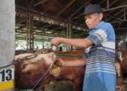 Rumah Penggemukan Semarang, Sapi Dipijat dan Diberi Jamu Tradisional Agar Tak Stress Jelang Idul Adha