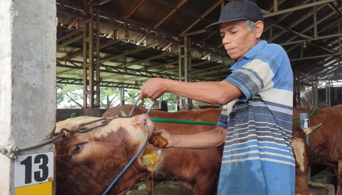 Rumah Penggemukan Semarang, Sapi Dipijat dan Diberi Jamu Tradisional Agar Tak Stress Jelang Idul Adha