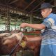 Rumah Penggemukan Semarang, Sapi Dipijat dan Diberi Jamu Tradisional Agar Tak Stress Jelang Idul Adha
