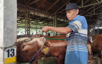 Rumah Penggemukan Semarang, Sapi Dipijat dan Diberi Jamu Tradisional Agar Tak Stress Jelang Idul Adha