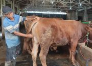 Penjualan Sapi di Semarang Meningkat, Harga Di Bawah Rp 25 Juta Banyak Diburu