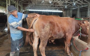 Penjualan Sapi di Semarang Meningkat, Harga Di Bawah Rp 25 Juta Banyak Diburu