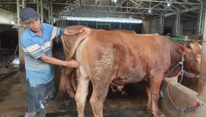 Penjualan Sapi di Semarang Meningkat, Harga Di Bawah Rp 25 Juta Banyak Diburu
