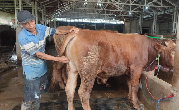 Penjualan Sapi di Semarang Meningkat, Harga Di Bawah Rp 25 Juta Banyak Diburu