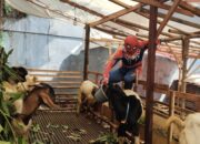 Kreatif! Warga Semarang Cosplay Spiderman Demi Gaet Pembeli Kambing Kurban