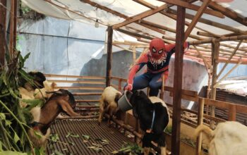 Kreatif! Warga Semarang Cosplay Spiderman Demi Gaet Pembeli Kambing Kurban