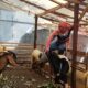 Kreatif! Warga Semarang Cosplay Spiderman Demi Gaet Pembeli Kambing Kurban