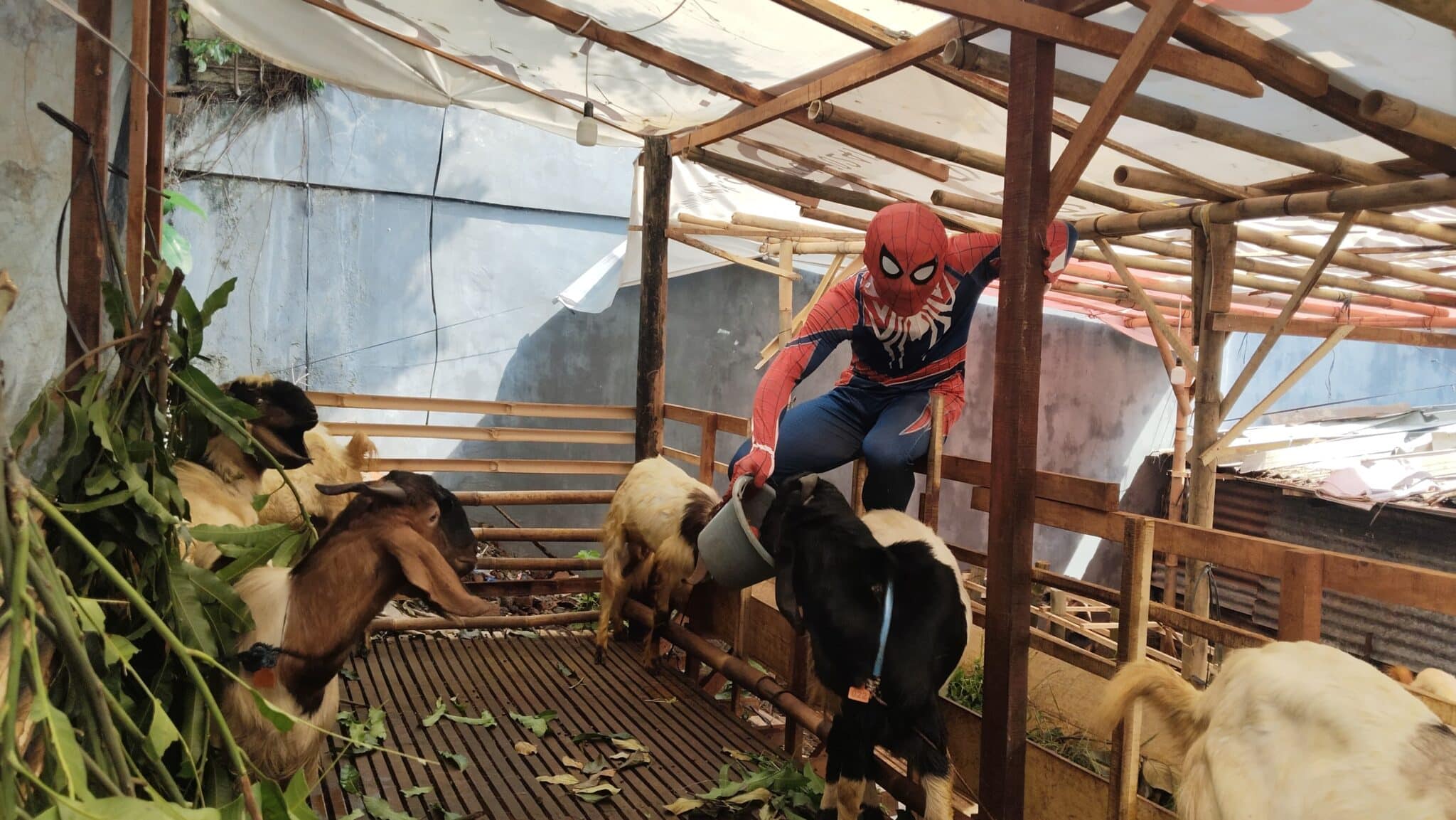 Kreatif! Warga Semarang Cosplay Spiderman Demi Gaet Pembeli Kambing Kurban